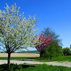 Frühling im Kraichgau