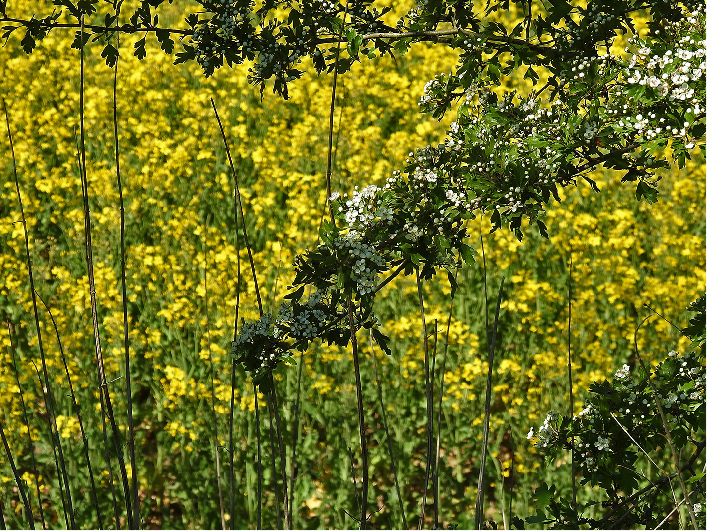 Frühling im Kraichgau