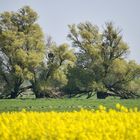 Frühling im Kranichland Mecklenburg-Vorpommern