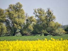 Frühling im Kranichland Mecklenburg-Vorpommern