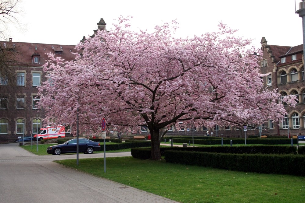 Frühling im Krankenhaus