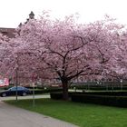 Frühling im Krankenhaus