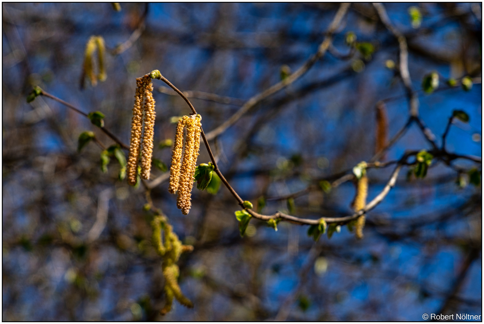 Frühling im Kurpark 03