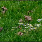 Frühling im Kurpark 09