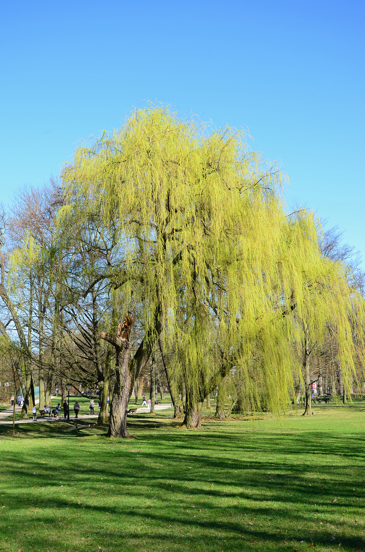 Frühling im Kurpark, Bad Homburg