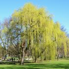 Frühling im Kurpark, Bad Homburg