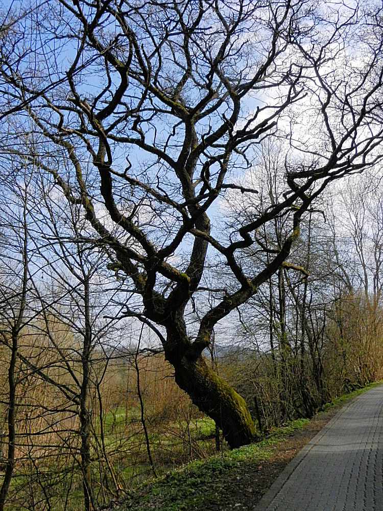 Frühling im Kurpark von Bad Laasphe