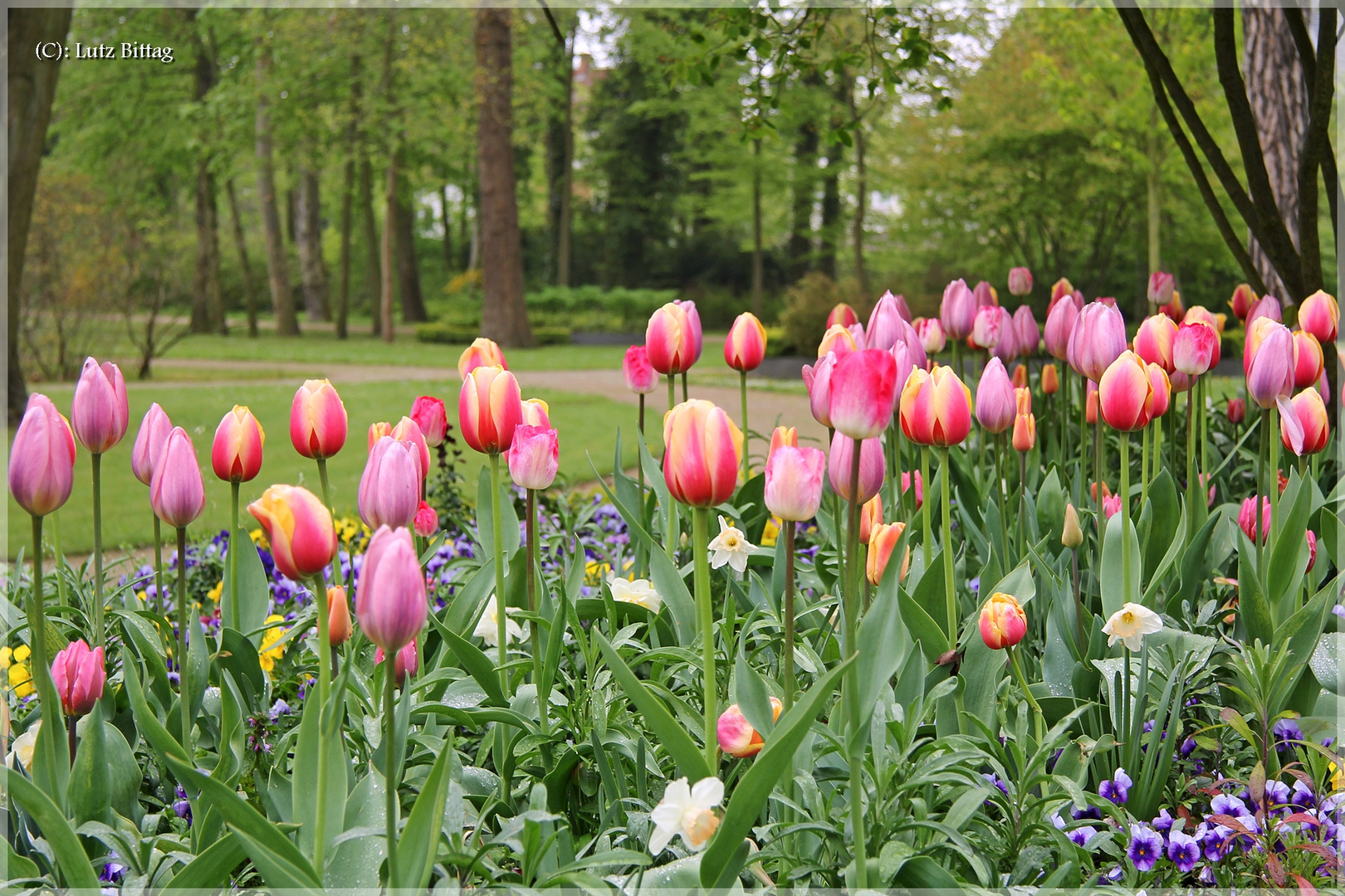 Frühling im Kurpark von Bad Schmiedeberg