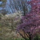 Frühling im Ländle