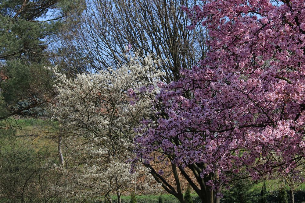 Frühling im Ländle