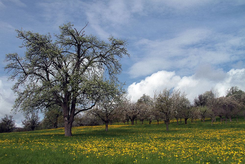 Frühling im Ländle