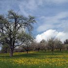 Frühling im Ländle