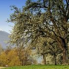 Frühling im Ländle