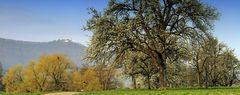 Frühling im Ländle