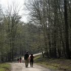 Frühling im Lainzer Tiergarten