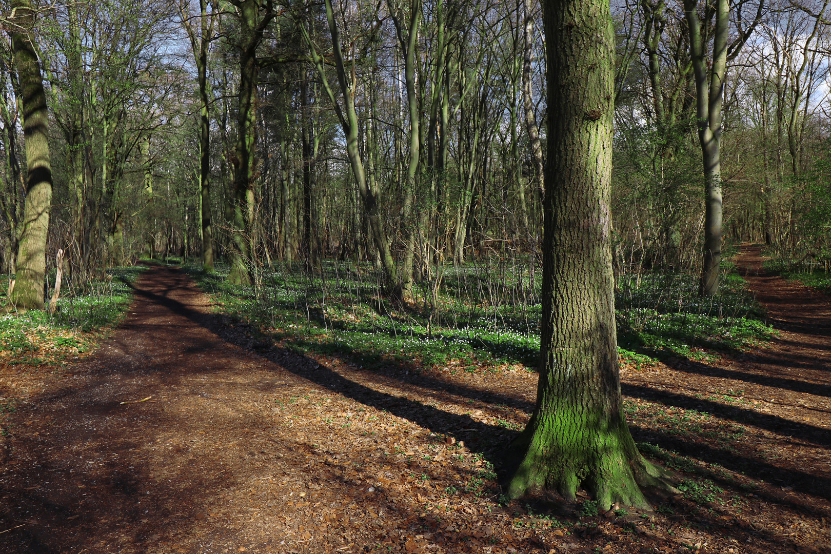 Frühling im Lammer Holz