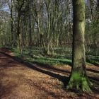 Frühling im Lammer Holz