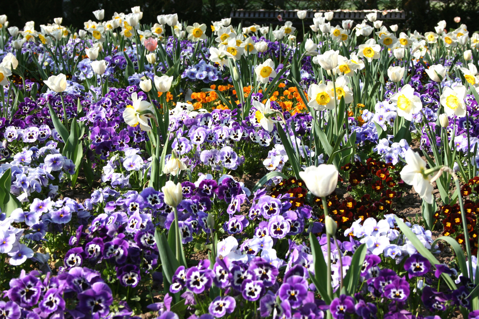 Frühling im Landauer Schillerpark