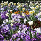 Frühling im Landauer Schillerpark