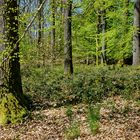 Frühling im Laubwald  (2)