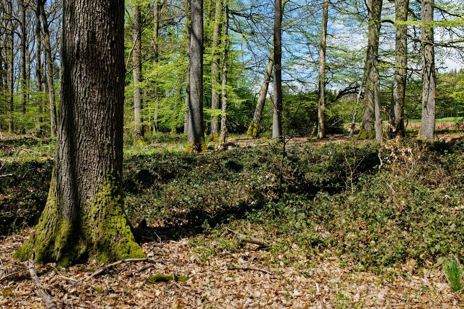 Frühling im Laubwald (3)