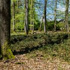 Frühling im Laubwald (3)