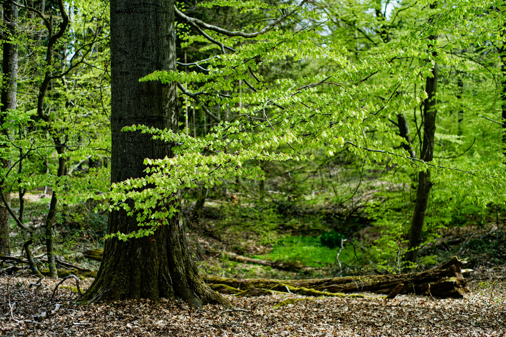 Frühling im Laubwald