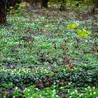 Frühling im Laubwald