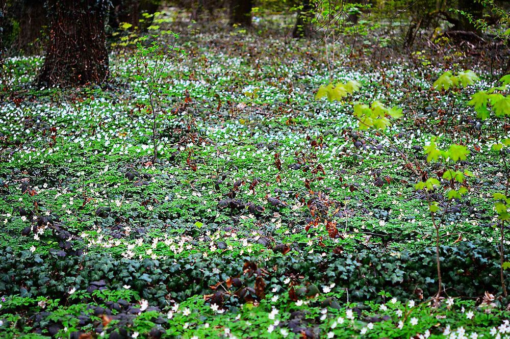 Frühling im Laubwald