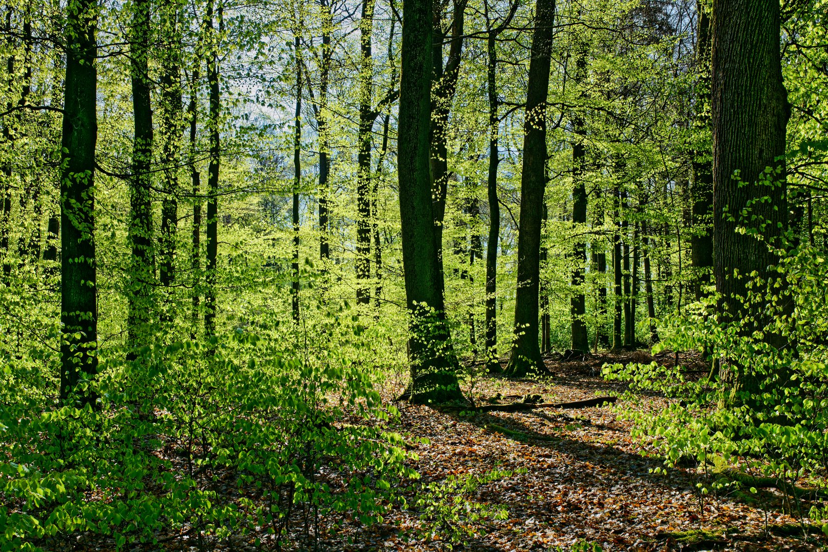Frühling im Laubwald