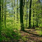 Frühling im Laubwald