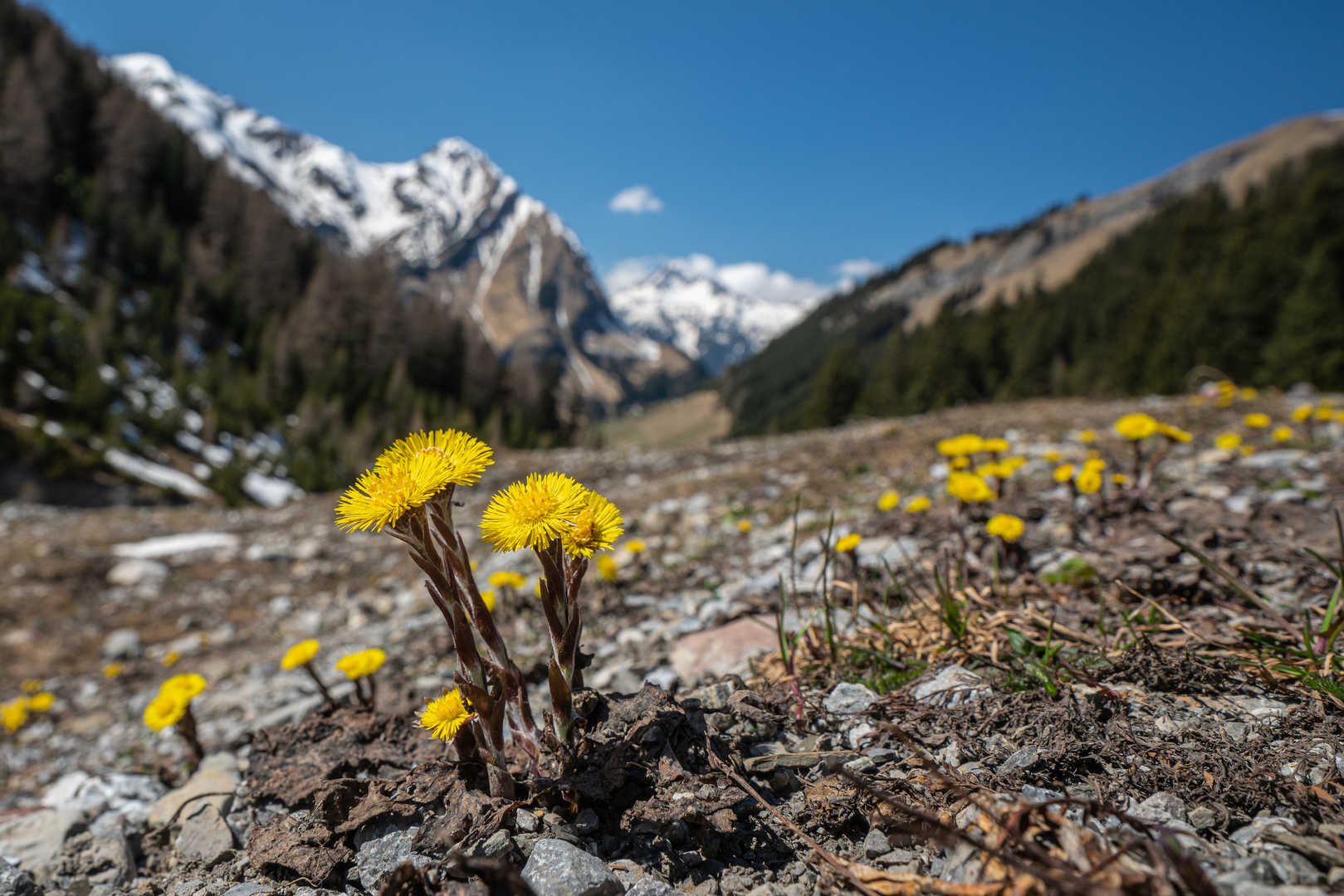 Frühling im Lechtal