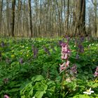 Frühling im Leipziger Auewald