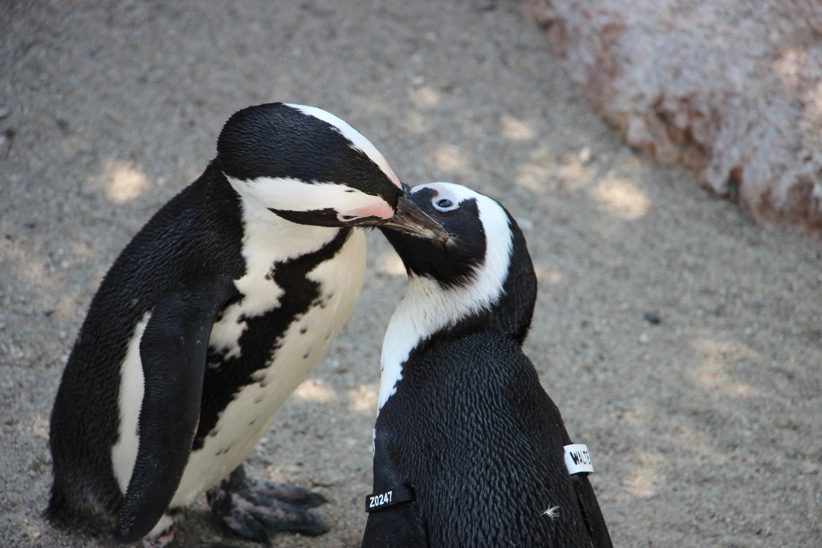 Frühling im Leipziger Zoo 