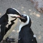 Frühling im Leipziger Zoo 