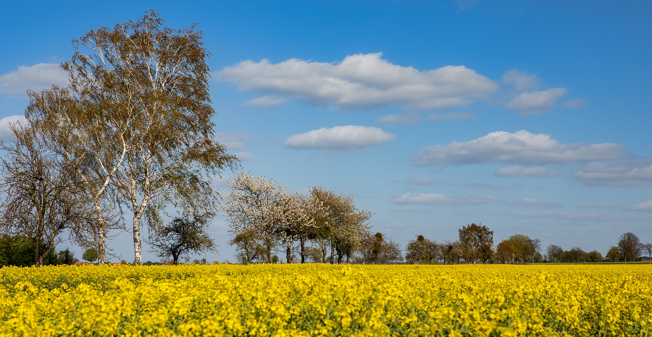 Frühling im Lipperland 002