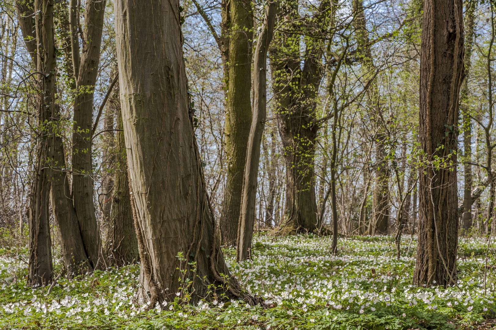 *Fruehling im Lohrsdorfer Wald*