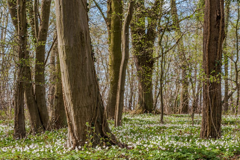 *Fruehling im Lohrsdorfer Wald*