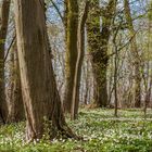 *Fruehling im Lohrsdorfer Wald*