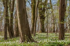 *Fruehling im Lohrsdorfer Wald*