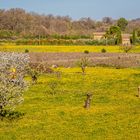 Frühling im Luberon