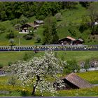 Frühling im Lütschental