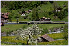 Frühling im Lütschental