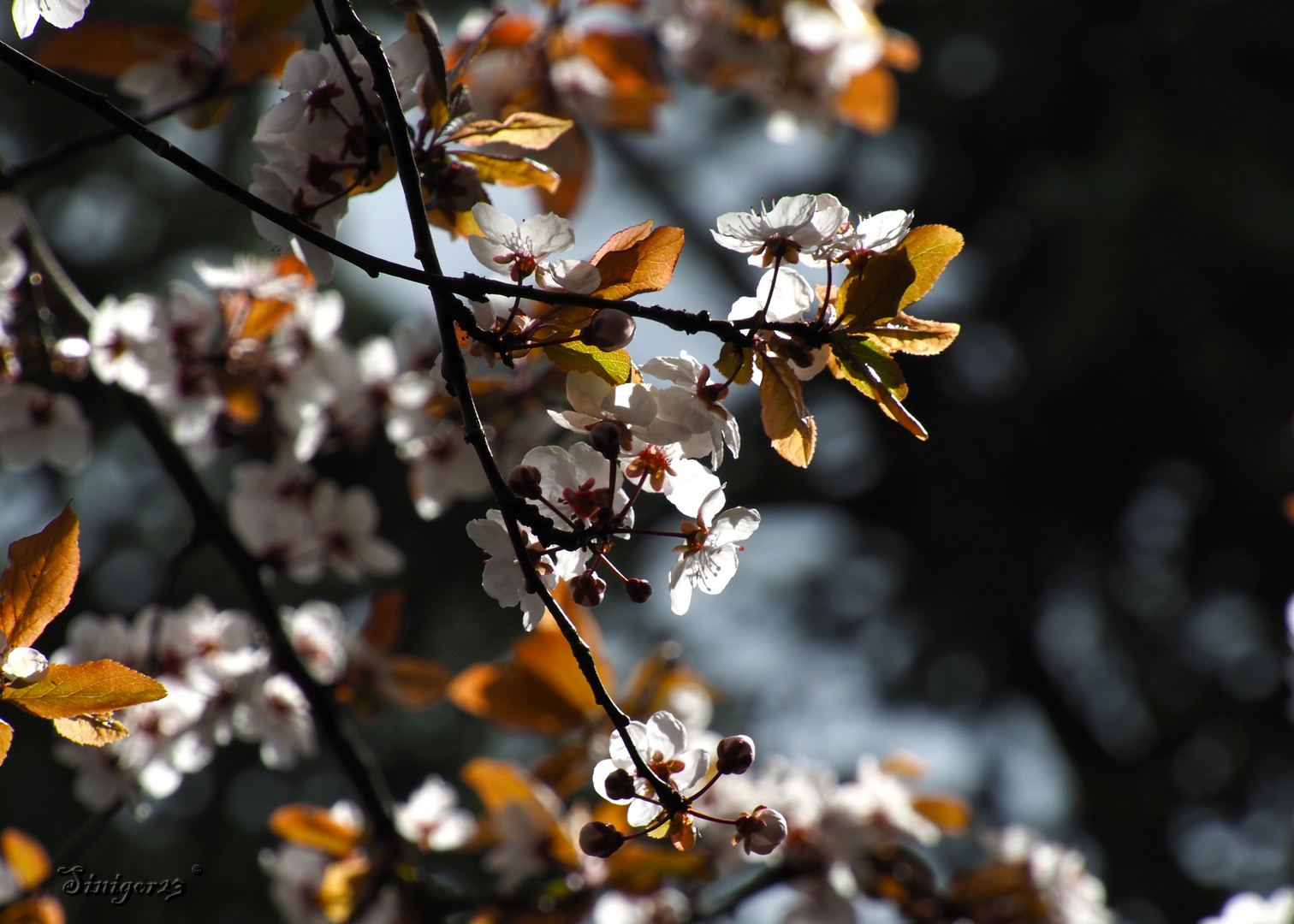 Frühling im Luft 2