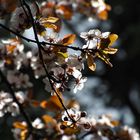 Frühling im Luft 2