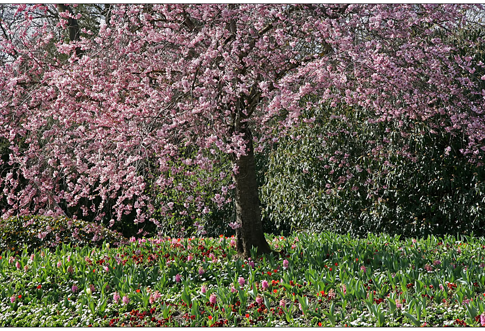 Frühling im Luisenpark I