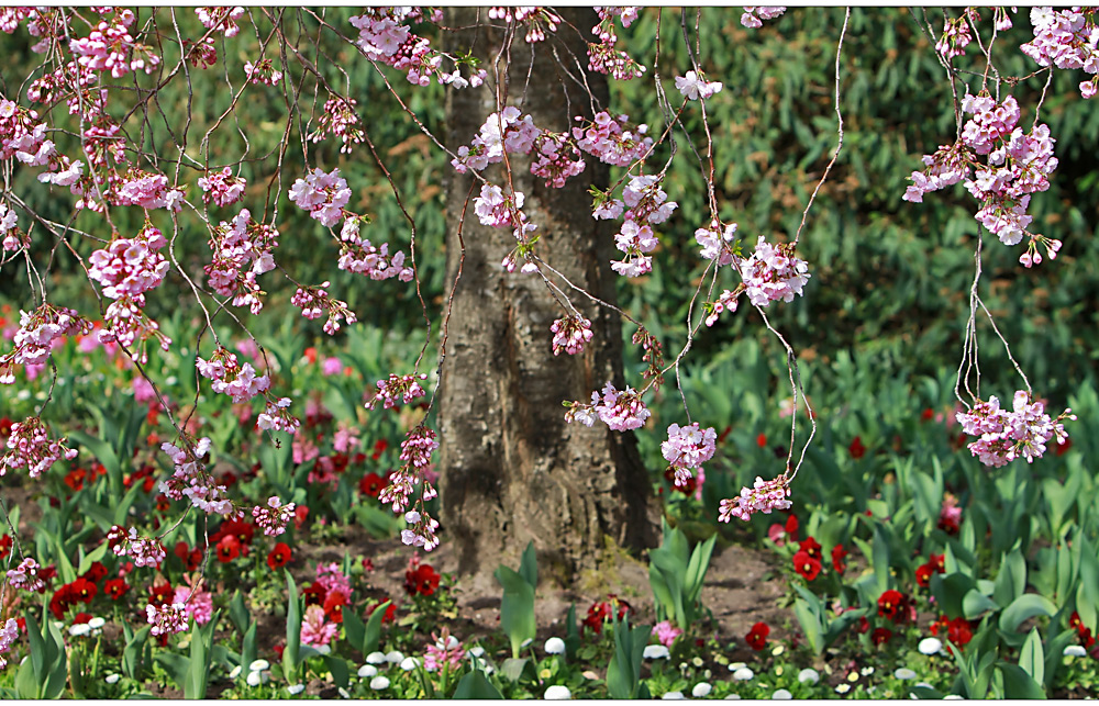 Frühling im Luisenpark II