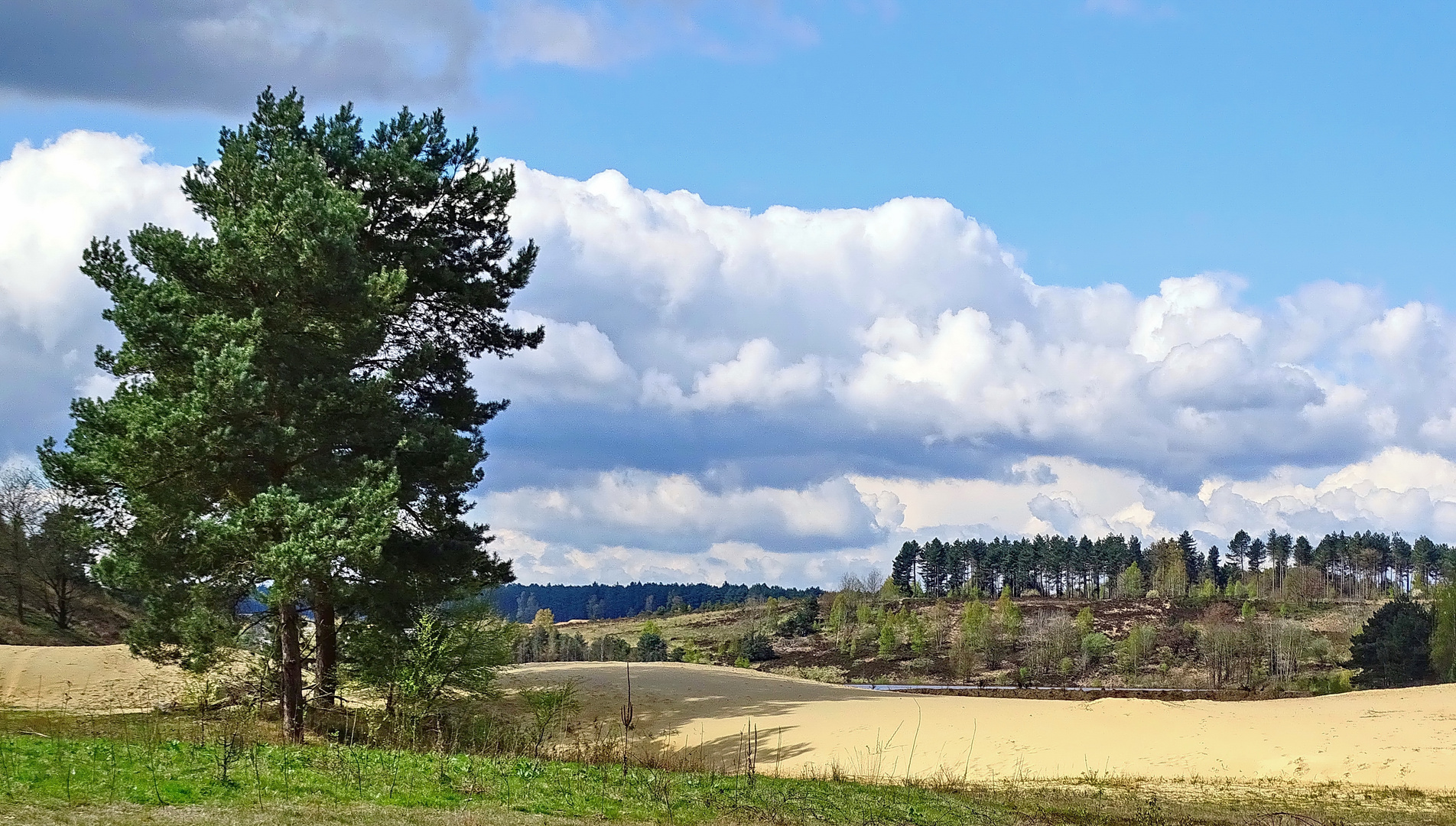 Frühling im Maasland