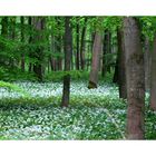 Frühling im Märchenwald