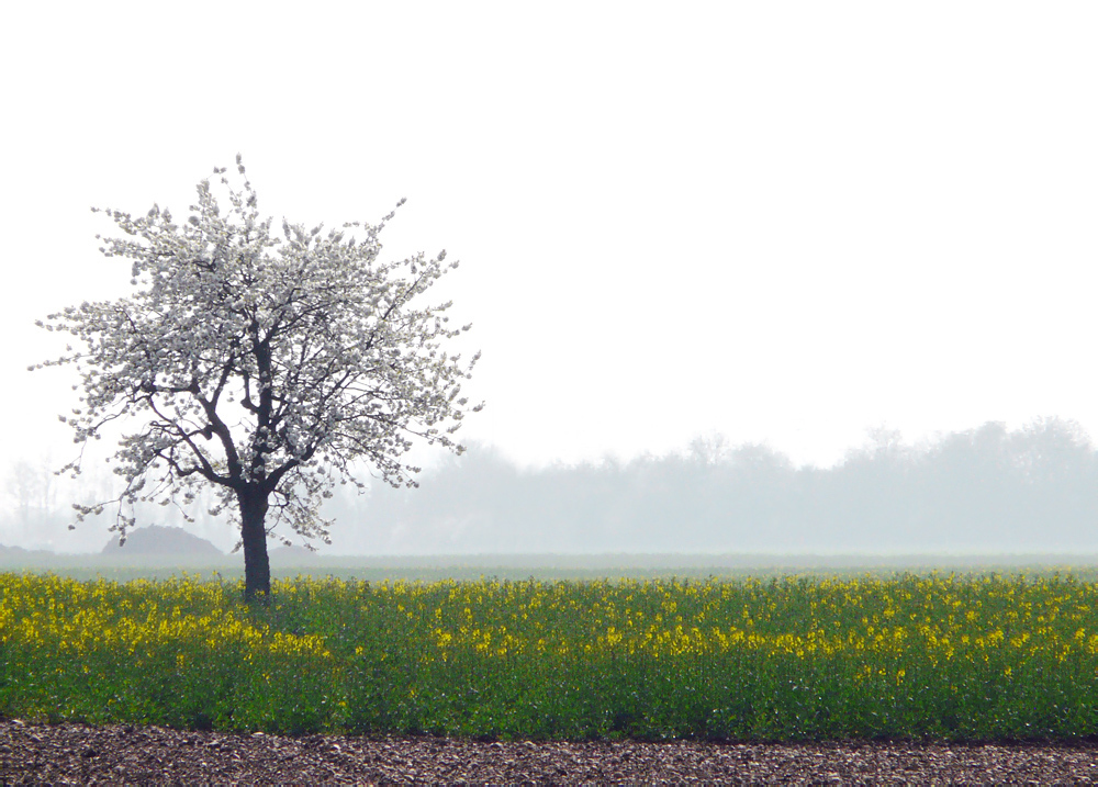 Frühling im Märkgräflerland